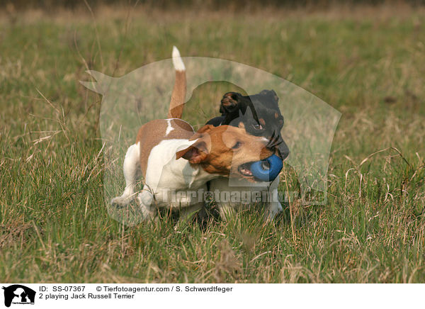 2 spielende Jack Russell Terrier / 2 playing Jack Russell Terrier / SS-07367