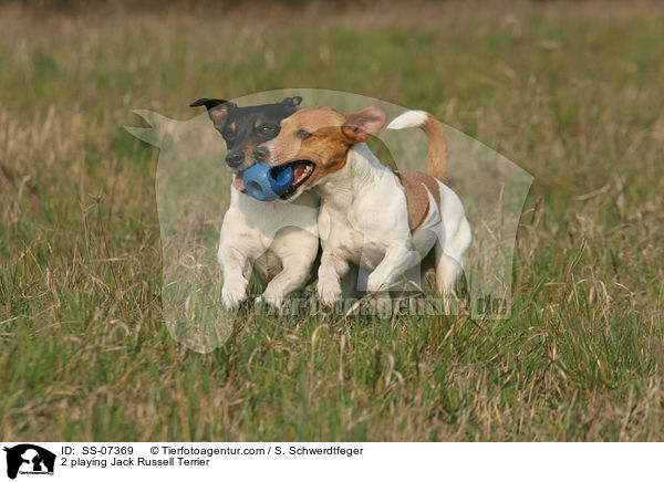 2 spielende Jack Russell Terrier / 2 playing Jack Russell Terrier / SS-07369