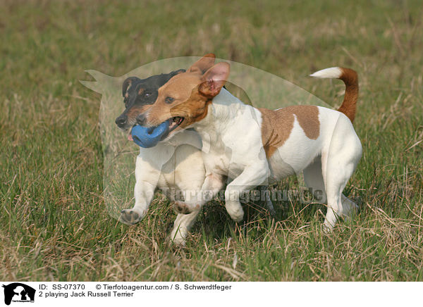 Jack Russell Terrier / 2 playing Jack Russell Terrier / SS-07370