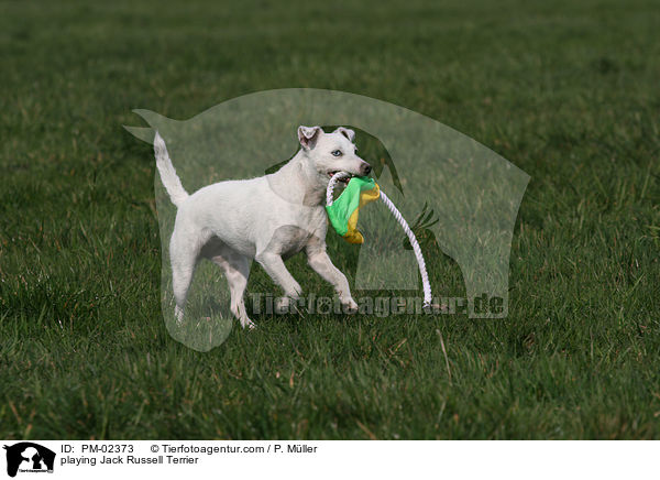 spielender Jack Russell Terrier / playing Jack Russell Terrier / PM-02373