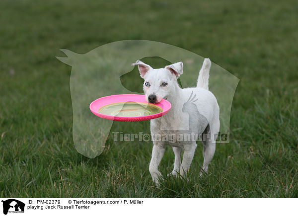 spielender Jack Russell Terrier / playing Jack Russell Terrier / PM-02379