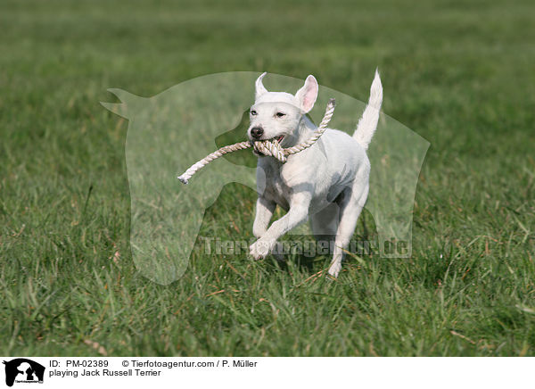 spielender Jack Russell Terrier / playing Jack Russell Terrier / PM-02389