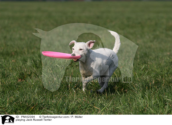 spielender Jack Russell Terrier / playing Jack Russell Terrier / PM-02394