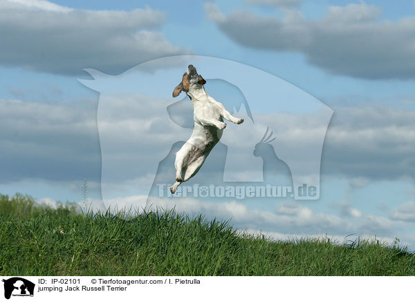 springender Jack Russell Terrier / jumping Jack Russell Terrier / IP-02101