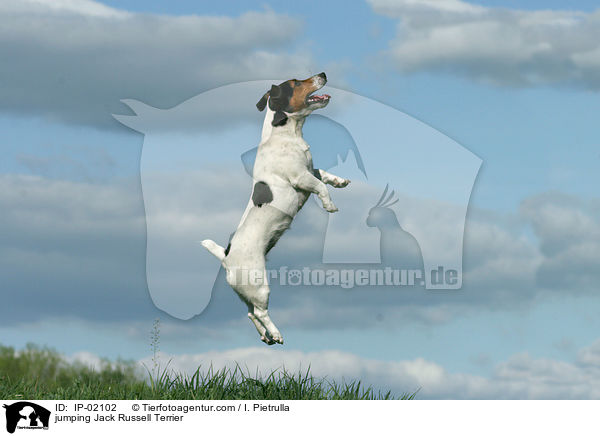 springender Jack Russell Terrier / jumping Jack Russell Terrier / IP-02102