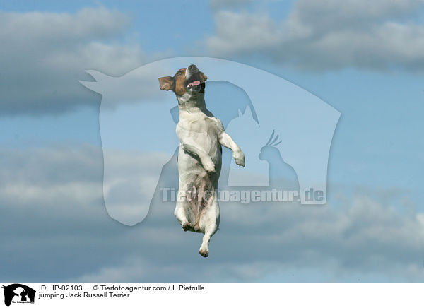 springender Jack Russell Terrier / jumping Jack Russell Terrier / IP-02103