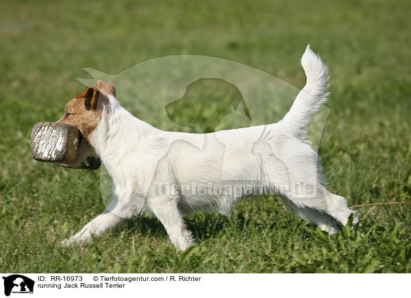 rennender Jack Russell Terrier / running Jack Russell Terrier / RR-16973