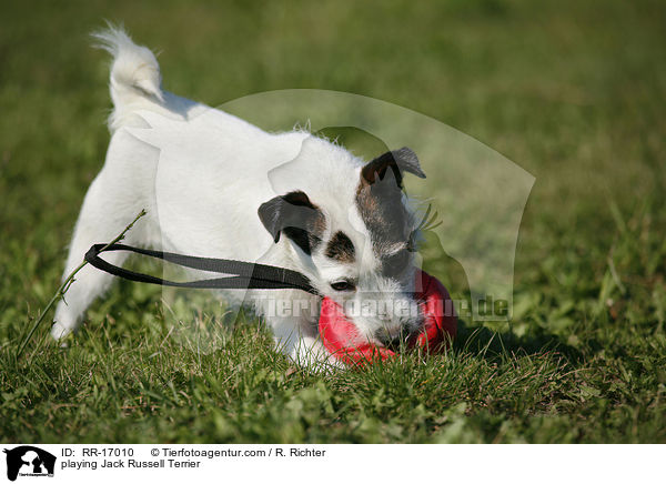 spielender Jack Russell Terrier / playing Jack Russell Terrier / RR-17010