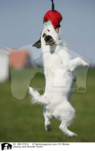 spielender Jack Russell Terrier / playing Jack Russell Terrier / RR-17012