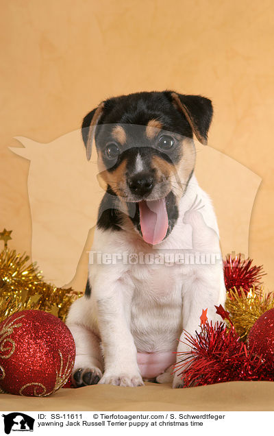 ghnender Jack Russell Terrier Welpe zur Weihnachtszeit / yawning Jack Russell Terrier puppy at christmas time / SS-11611