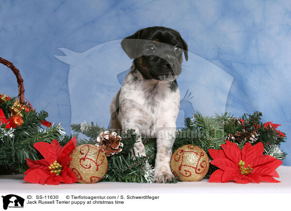 Jack Russell Terrier Welpe zur Weihnachtszeit / Jack Russell Terrier puppy at christmas time / SS-11630