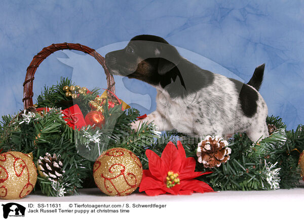 Jack Russell Terrier Welpe zur Weihnachtszeit / Jack Russell Terrier puppy at christmas time / SS-11631