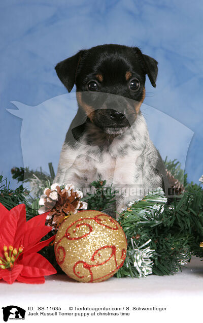 Jack Russell Terrier Welpe zur Weihnachtszeit / Jack Russell Terrier puppy at christmas time / SS-11635