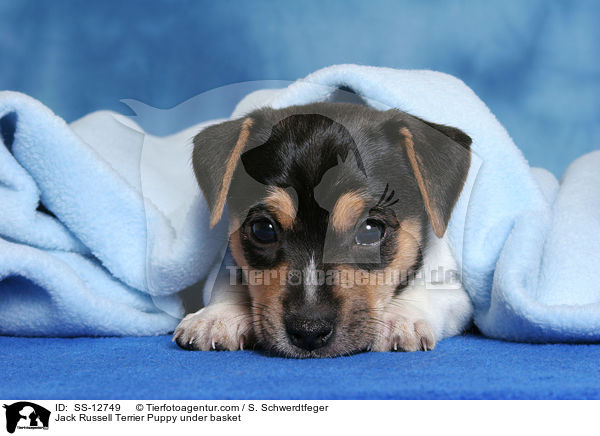 Jack Russell Terrier Welpe unter Decke / Jack Russell Terrier Puppy under basket / SS-12749