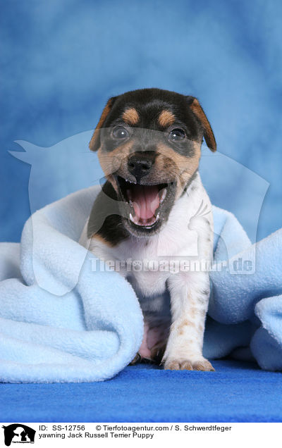 ghnender Jack Russell Terrier Welpe / yawning Jack Russell Terrier Puppy / SS-12756