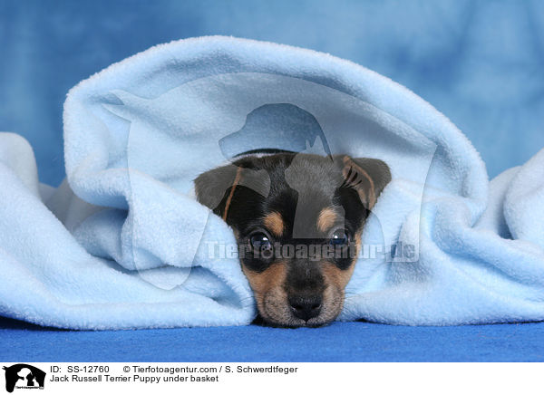 Jack Russell Terrier Welpe unter Decke / Jack Russell Terrier Puppy under basket / SS-12760