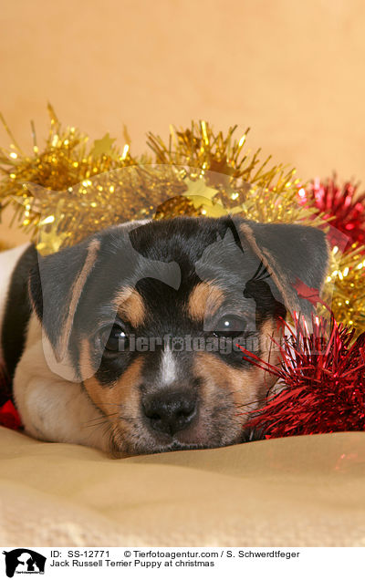 Jack Russell Terrier Welpe zu Weihnachten / Jack Russell Terrier Puppy at christmas / SS-12771
