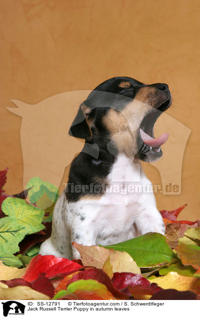 Jack Russell Terrier Welpe im Herbstlaub / Jack Russell Terrier Puppy in autumn leaves / SS-12791
