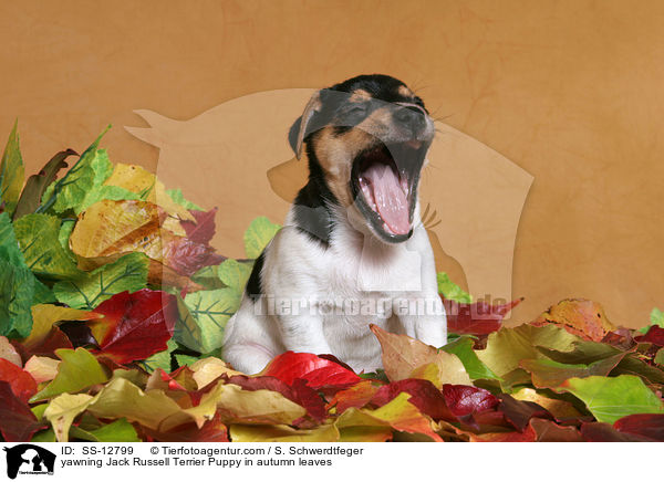 ghnender Russell Terrier Welpe im Herbstlaub / yawning Jack Russell Terrier Puppy in autumn leaves / SS-12799