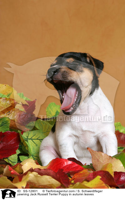 ghnender Jack Russell Terrier Welpe im Herbstlaub / yawning Jack Russell Terrier Puppy in autumn leaves / SS-12801