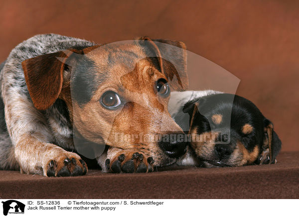 Jack Russell Terrier Hndin mit Welpe / Jack Russell Terrier mother with puppy / SS-12836
