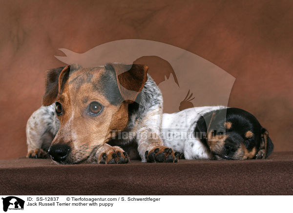 Jack Russell Terrier Hndin mit Welpe / Jack Russell Terrier mother with puppy / SS-12837