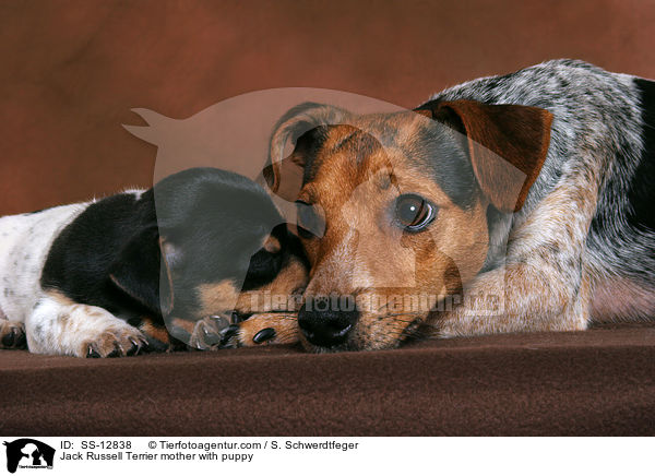 Jack Russell Terrier Hndin mit Welpe / Jack Russell Terrier mother with puppy / SS-12838