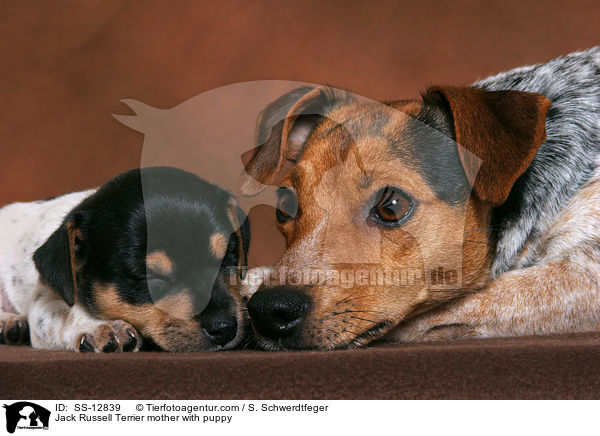 Jack Russell Terrier Hndin mit Welpe / Jack Russell Terrier mother with puppy / SS-12839
