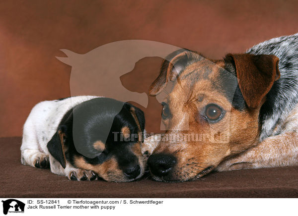 Jack Russell Terrier Hndin mit Welpe / Jack Russell Terrier mother with puppy / SS-12841