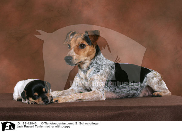 Jack Russell Terrier Hndin mit Welpe / Jack Russell Terrier mother with puppy / SS-12843