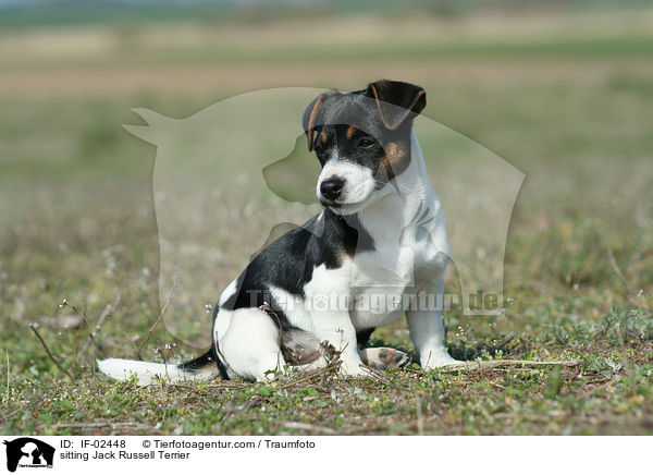 sitting Jack Russell Terrier / IF-02448