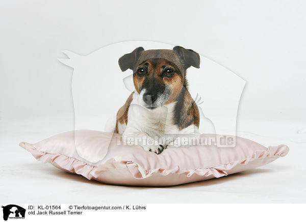 alter Jack Russell Terrier / old Jack Russell Terrier / KL-01564