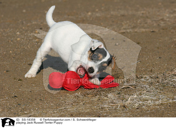 spielender Parson Russell Terrier Welpe / playing Parson Russell Terrier Puppy / SS-18358