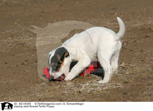 spielender Parson Russell Terrier Welpe / playing Parson Russell Terrier Puppy / SS-18359