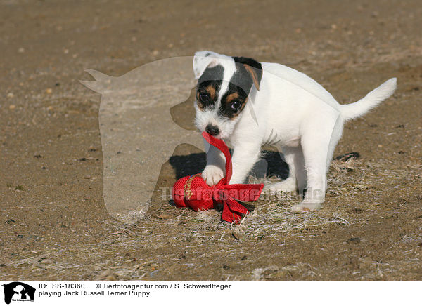 spielender Parson Russell Terrier Welpe / playing Parson Russell Terrier Puppy / SS-18360