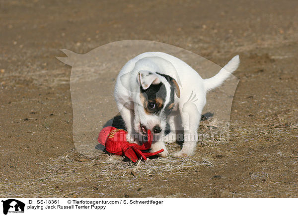 spielender Parson Russell Terrier Welpe / playing Parson Russell Terrier Puppy / SS-18361
