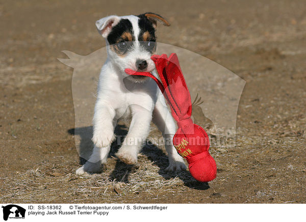 spielender Parson Russell Terrier Welpe / playing Parson Russell Terrier Puppy / SS-18362