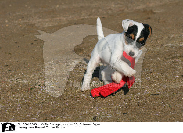 spielender Parson Russell Terrier Welpe / playing Parson Russell Terrier Puppy / SS-18363