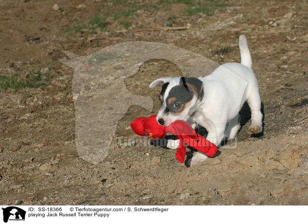 spielender Parson Russell Terrier Welpe / playing Parson Russell Terrier Puppy / SS-18366