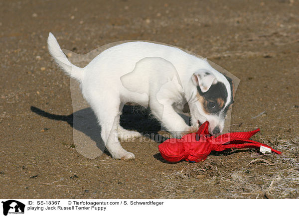 spielender Parson Russell Terrier Welpe / playing Parson Russell Terrier Puppy / SS-18367