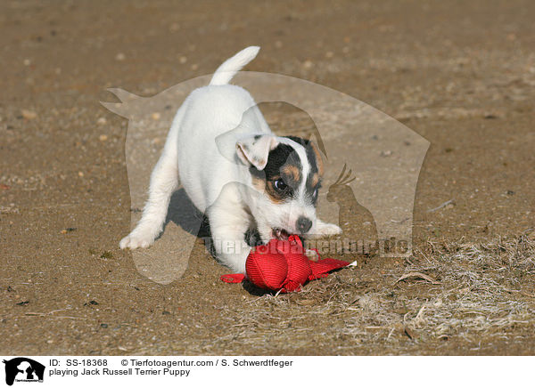 spielender Parson Russell Terrier Welpe / playing Parson Russell Terrier Puppy / SS-18368
