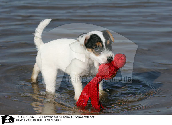 spielender Parson Russell Terrier Welpe / playing Parson Russell Terrier Puppy / SS-18382
