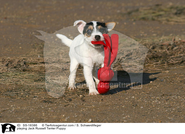 spielender Parson Russell Terrier Welpe / playing Parson Russell Terrier Puppy / SS-18386