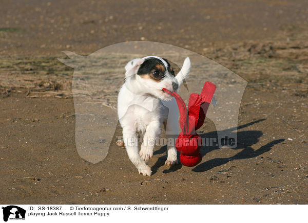 spielender Parson Russell Terrier Welpe / playing Parson Russell Terrier Puppy / SS-18387