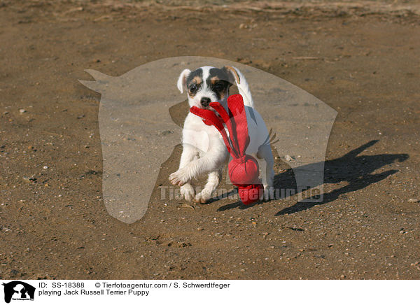 spielender Parson Russell Terrier Welpe / playing Parson Russell Terrier Puppy / SS-18388