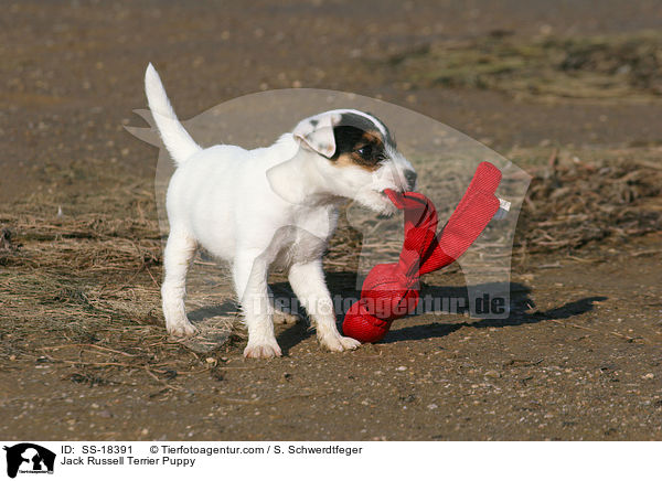 Parson Russell Terrier Welpe / Parson Russell Terrier Puppy / SS-18391