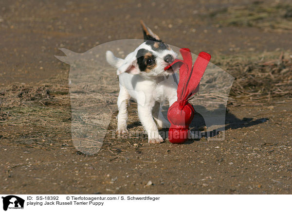 spielender Parson Russell Terrier Welpe / playing Parson Russell Terrier Puppy / SS-18392