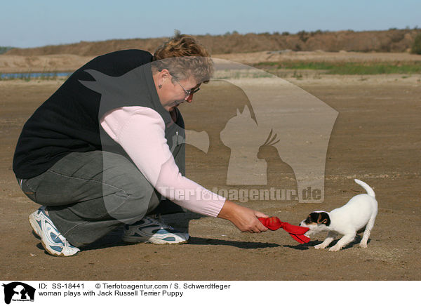 Frau spielt mit Parson Russell Terrier Welpe / woman plays with Parson Russell Terrier Puppy / SS-18441