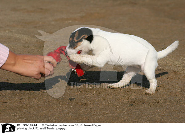 spielender Parson Russell Terrier Welpe / playing Parson Russell Terrier puppy / SS-18444