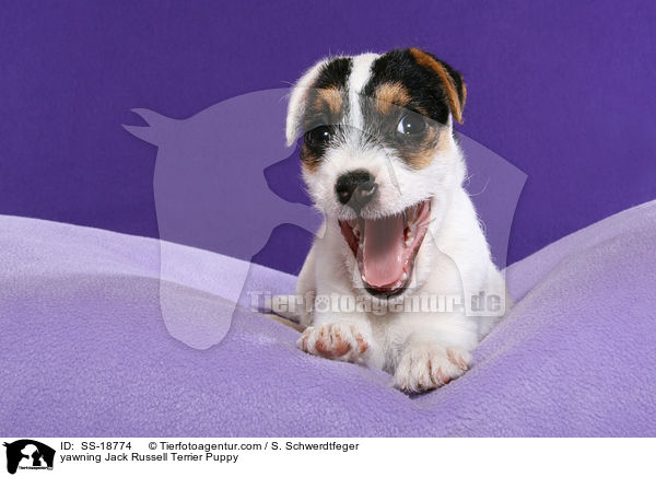 yawning Jack Russell Terrier Puppy / SS-18774